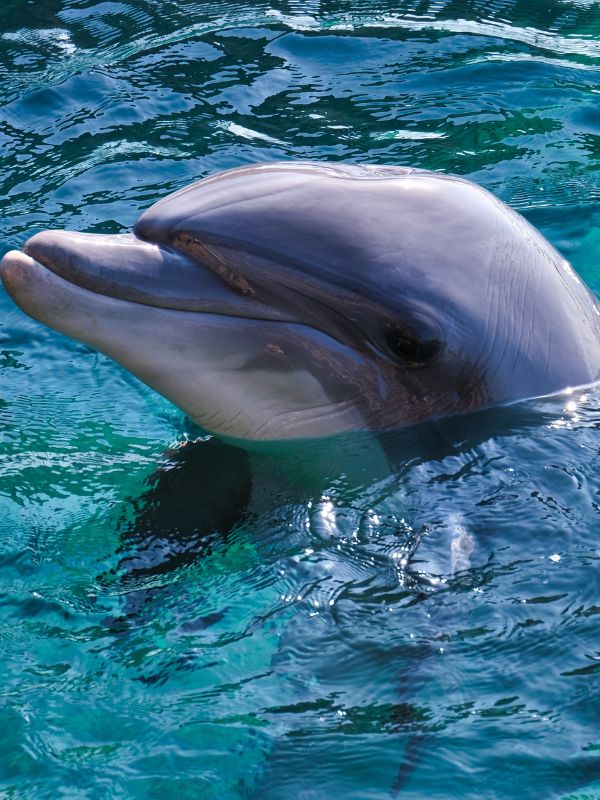 AMI Excursions offering Dolphin Tours