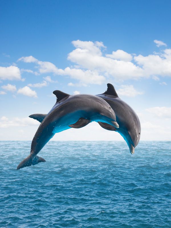Anna Maria Island Dolphin Tours with AMI Excursions